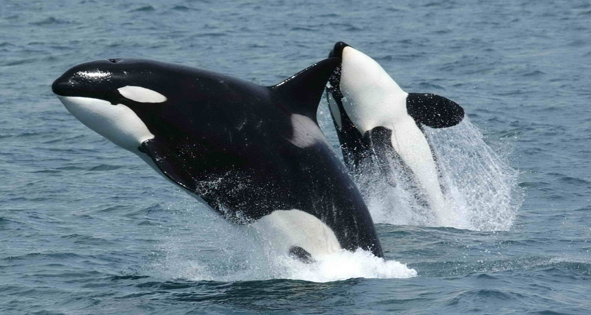A chance sighting of Killer Whales catapults two Club members into the media limelight